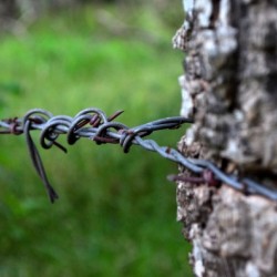 Barbed wire